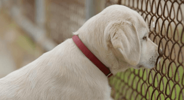 budweiser lost puppy